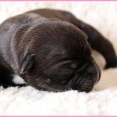 Staffordshire bull terrier Wenk Staffs Princess Coya