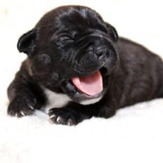 Staffordshire bull terrier Wenk Staffs Princess Coya