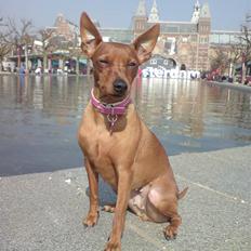 Dvaergpinscher Lashes