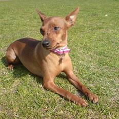 Dvaergpinscher Lashes