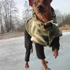 Dvaergpinscher Lashes