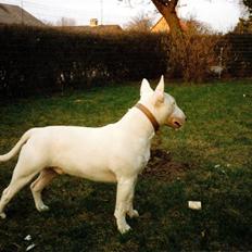 Bullterrier Krake *R.I.P*
