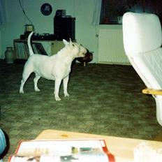 Bullterrier Krake *R.I.P*