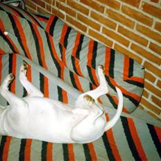 Bullterrier Krake *R.I.P*