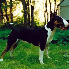 Bullterrier miniature Yazza *R.I.P*