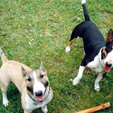 Bullterrier miniature Yazza *R.I.P*