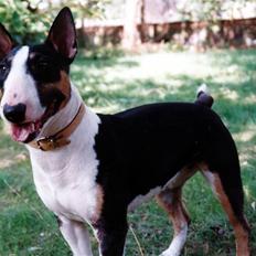 Bullterrier miniature Yazza *R.I.P*