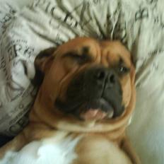 Amerikansk bulldog Bagea