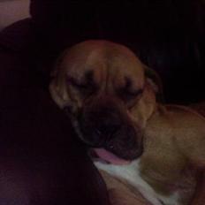 Amerikansk bulldog Bagea