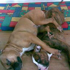 Amerikansk bulldog Bagea