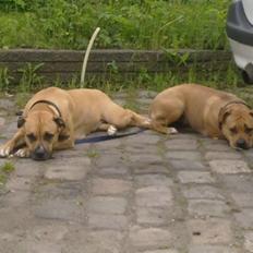 Amerikansk staffordshire terrier Tyra