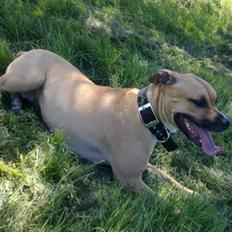 Amerikansk staffordshire terrier Tyra