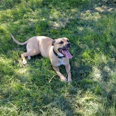 Amerikansk staffordshire terrier Tyra