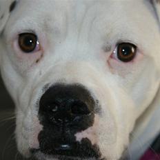 Blanding af racer liva