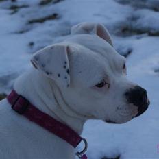 Blanding af racer liva