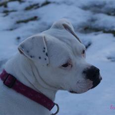 Blanding af racer liva