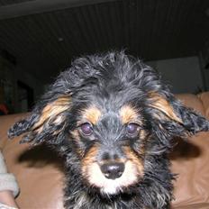 Blanding af racer Swupti