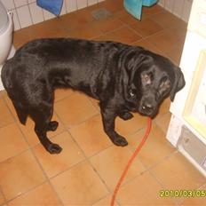 Labrador retriever Kelly, solgt