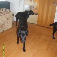 Labrador retriever Kelly, solgt