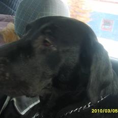 Labrador retriever Kelly, solgt