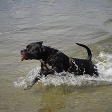 Blanding af racer kessler R.I.P.