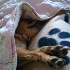 Blanding af racer Chanel