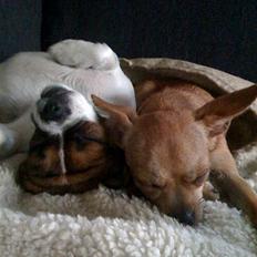 Blanding af racer Chanel