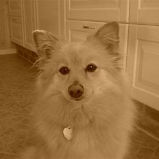 Blanding af racer cirkeline *vi ses smukke*