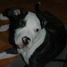 Blanding af racer Leif