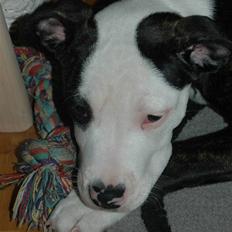 Blanding af racer Leif