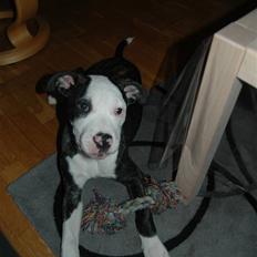 Blanding af racer Leif