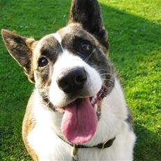 Welsh corgi cardigan Gizmo