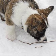 Welsh corgi cardigan Gizmo