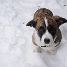 Welsh corgi cardigan Gizmo