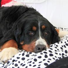 Berner sennenhund Vanilla