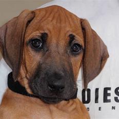 Rhodesian ridgeback Fanikiwa Asilia Jamilla