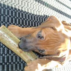 Rhodesian ridgeback Fanikiwa Asilia Jamilla