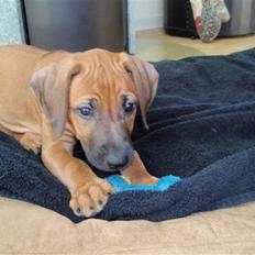 Rhodesian ridgeback Fanikiwa Asilia Jamilla