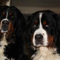 Berner sennenhund Herletta's Sponsor