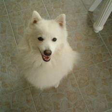 Japansk spids viggo aka kiks