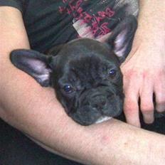 Fransk bulldog Nala R.I.P 24/12-09_12/7-11