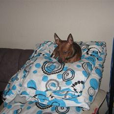 Dvaergpinscher Bølle er kommet til en familie på fyn