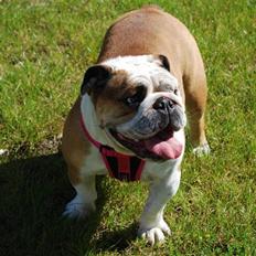 Engelsk bulldog Gabbana