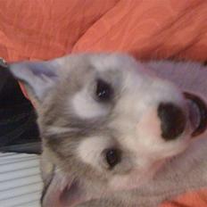 Siberian husky Neela