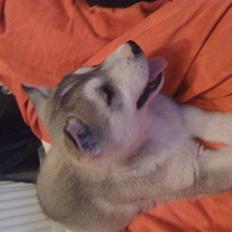 Siberian husky Neela