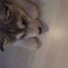 Siberian husky Neela