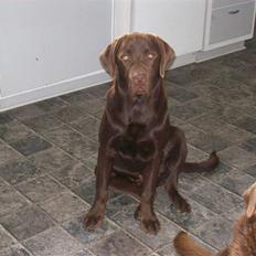 Labrador retriever chivas<33 R.I.P :'( :'(