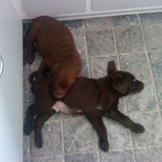 Labrador retriever chivas<33 R.I.P :'( :'(