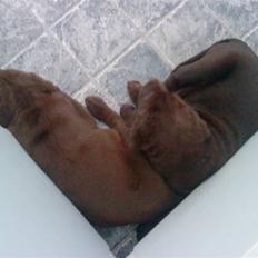 Labrador retriever chivas<33 R.I.P :'( :'(