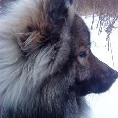 Eurasier Balule Eldorado (Castro)